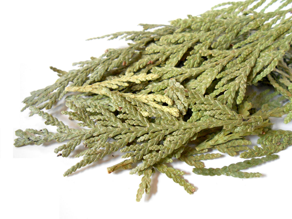 Cedar Leaf Tips, Ethically Wild-Harvested - CynCraft