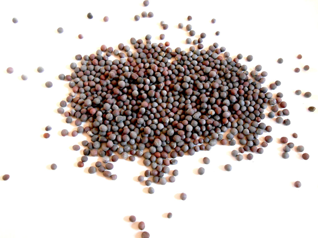 Brown Mustard Seed, Organic - CynCraft