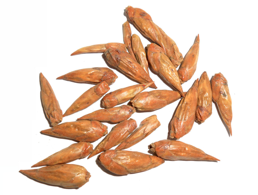 Balm of Gilead Buds, Organic - CynCraft